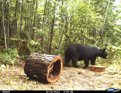 Wisconsin bear baiting