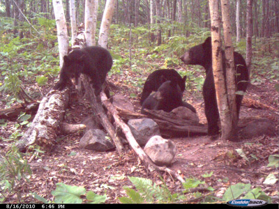 Wisconsin Bear Baiting
