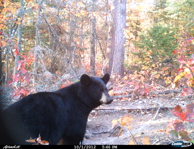 Last bear of the season caught on camera