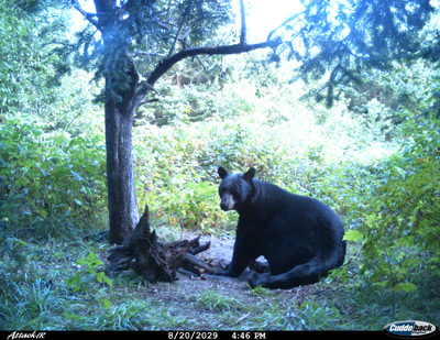 Wisconsin Bear Baiting