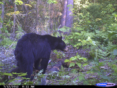 Wisconsin bear baiting