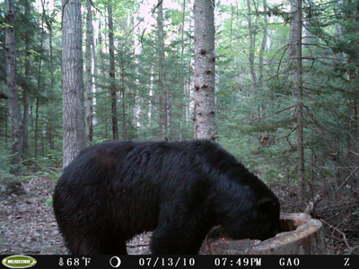 Wisconsin Bear Hunting