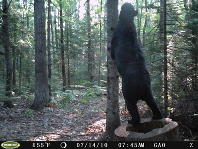 Wisconsin bear baiting