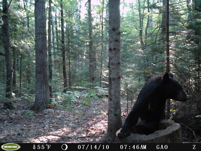 Wisconsing bear hunting