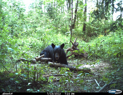 wisconsin bear hunting