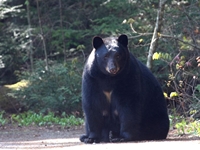 Wisconsin Black Bear