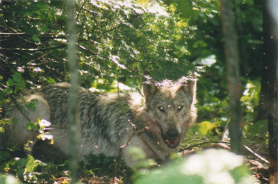 full body wolf shot