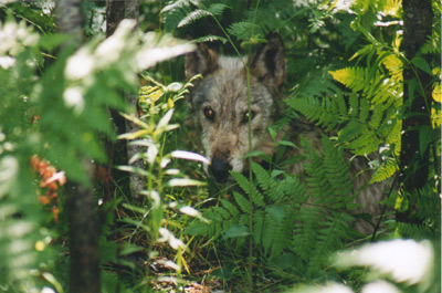 wolf head shot