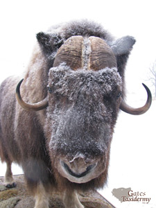 All Canada's Musk OX