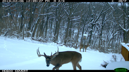 buck photo