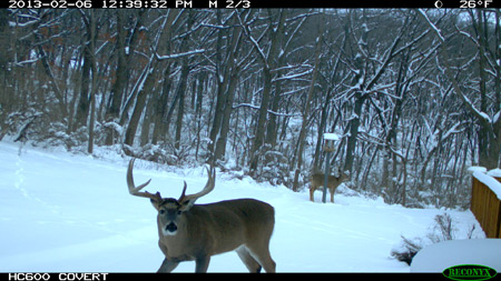 buck photo 