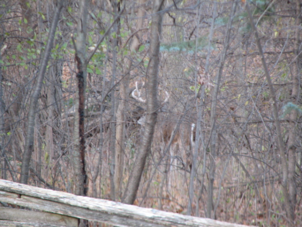 whitetail buck brookfield wi