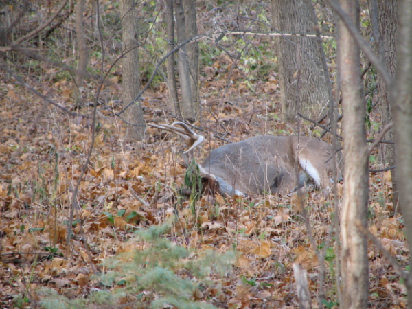 whitetail buck brookfield wi