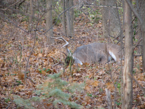 whitetail buck