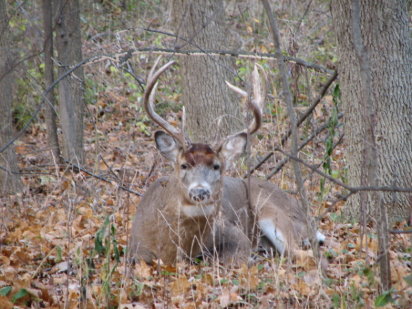 whitetail buck brookfield wi