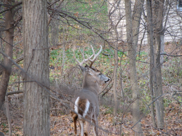 whitetail buck