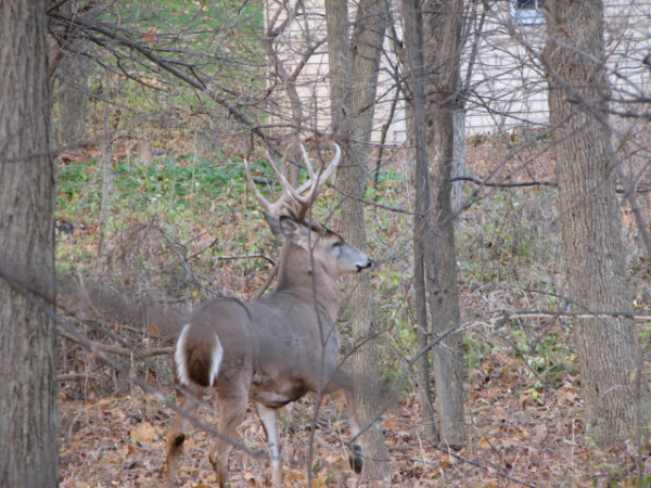 buck brookfield wi