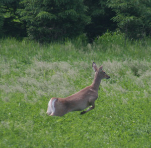 Wisconsin White-tail Deer