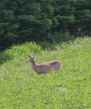 Wisconsin White-tail Deer