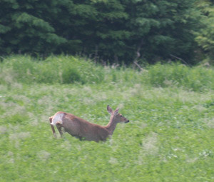 Wisconsin White-tail Deer