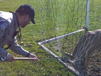 Warden Ed McCann attempts to free the deer