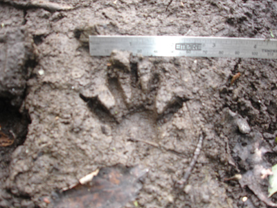 Raccon track pasted in the river-bottom mud