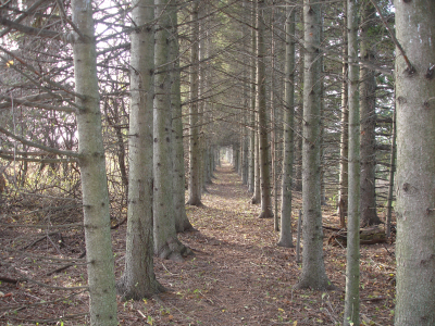 Great outdoor pine rows.