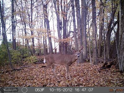 Wisconsin Dells Trail Camera