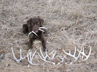 shed antler hunting