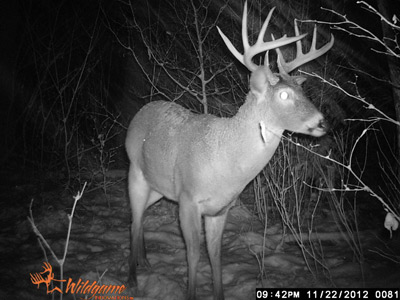 Trail cam photo Iron County