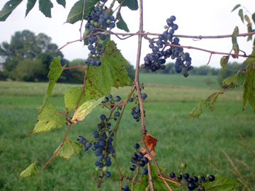 berries