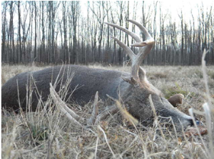 Great picture of our buck.