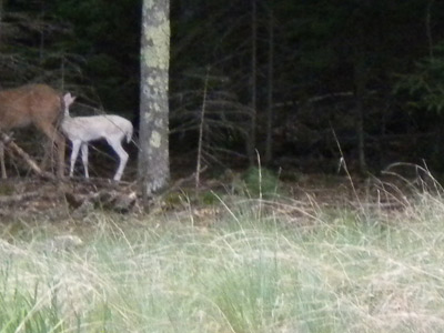 albino fawn