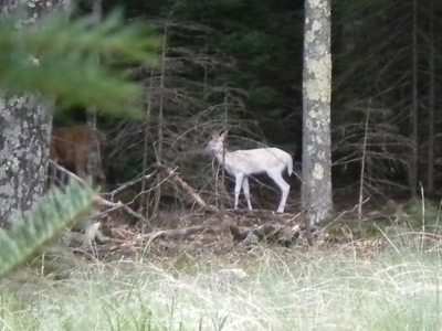 albino fawn