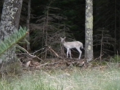 albino fawn