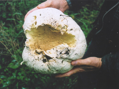 Puffball Mushroom