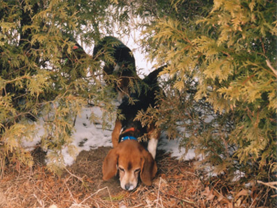 Wisconsin Rabbit Hunting