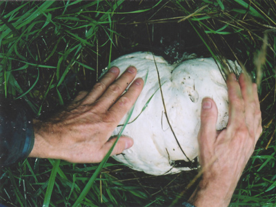 puffball mushroom