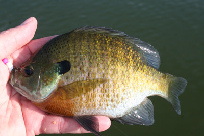 bluegill fishing Polk County