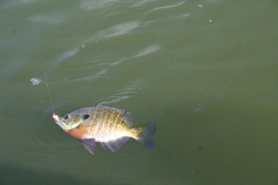 bluegill fishing Polk County