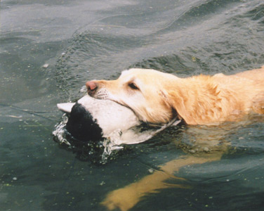 retriever