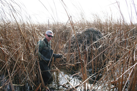Arnold Groehler checks his traps set near a muskrat house on Horicon Marsh as part of a predator removal program that assists nesting waterfowl and egg production.