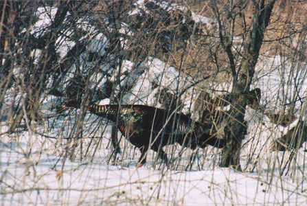 Tom in the spring snow