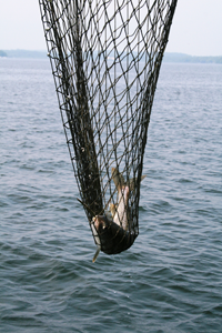 Lake Trout Fishing Big Green Lake Wisconsin