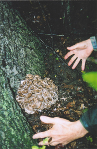 wild mushrooms