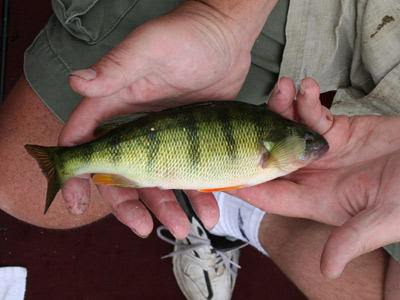 mendota perch