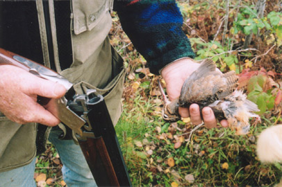 Woodcock hunting Wisconsin