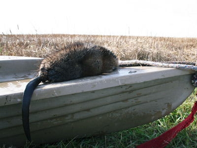 A Horicon Marsh muskrat, internationally recognized by furriers as providing the finest fur in the world, on Arnold Groehler’s skiff in front of the vast national refuge.