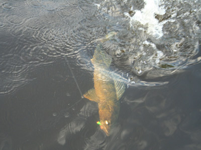 walleye fishing peshtigo river