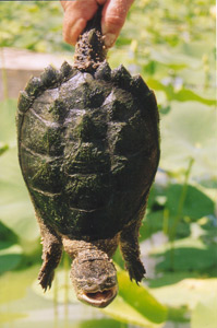 snapping turtle